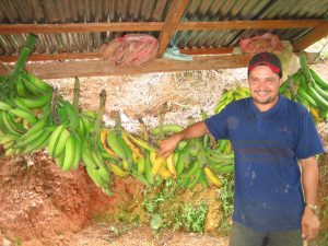 This plantain harvest will help feed the family.